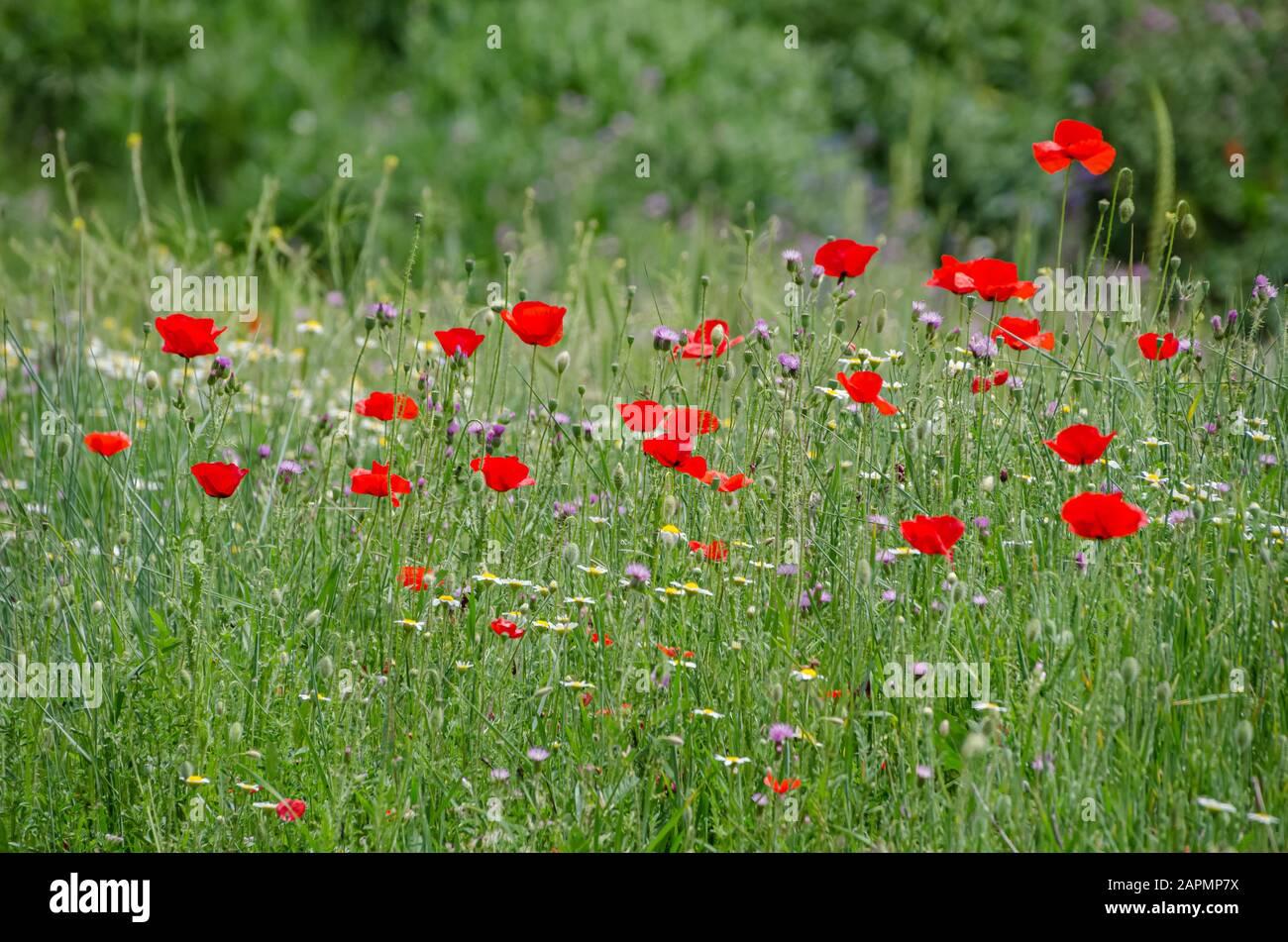 Beautiful field of poppies surrounded by green Stock Photo