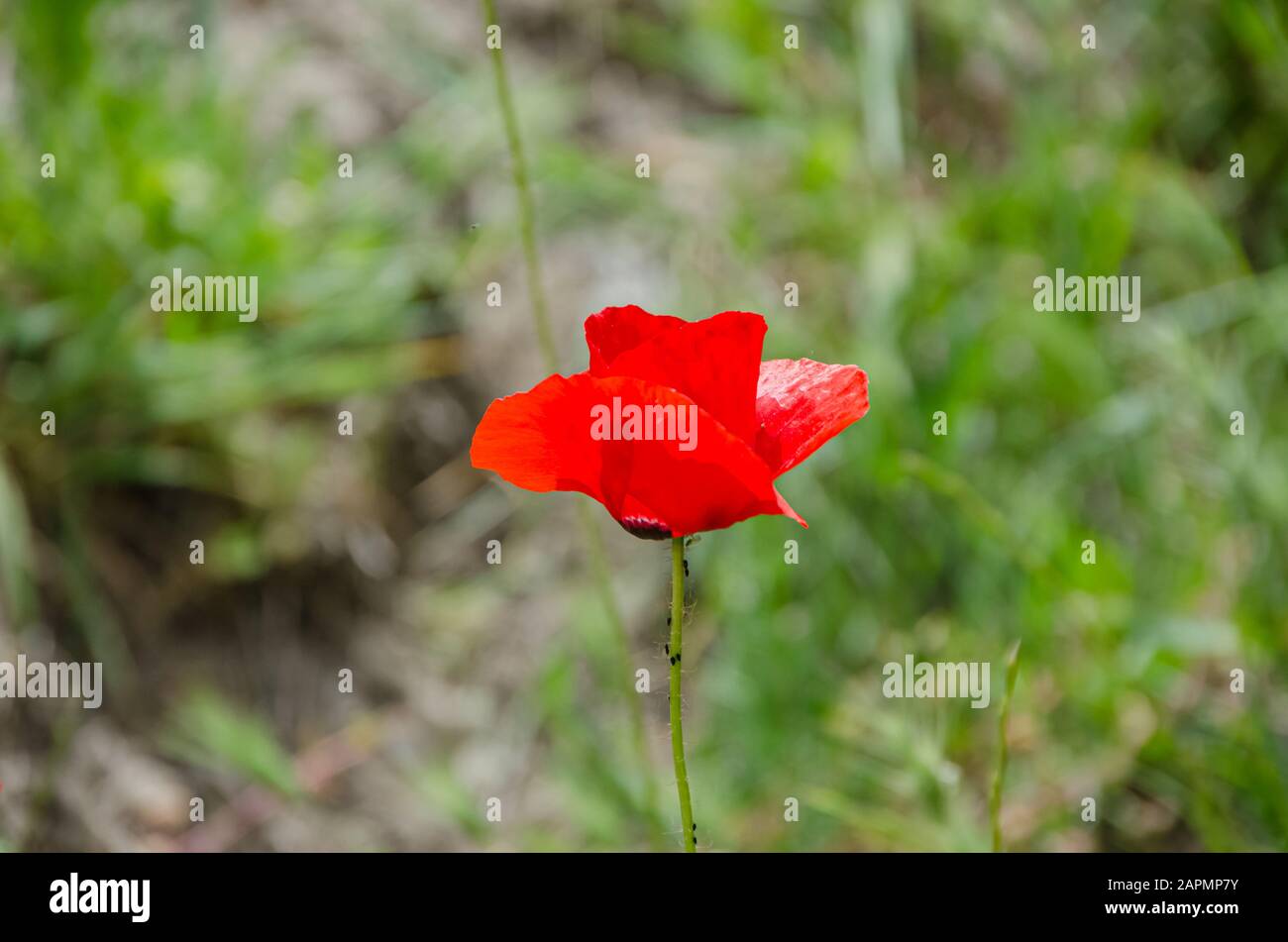 Background of poppies surrounded by green Stock Photo