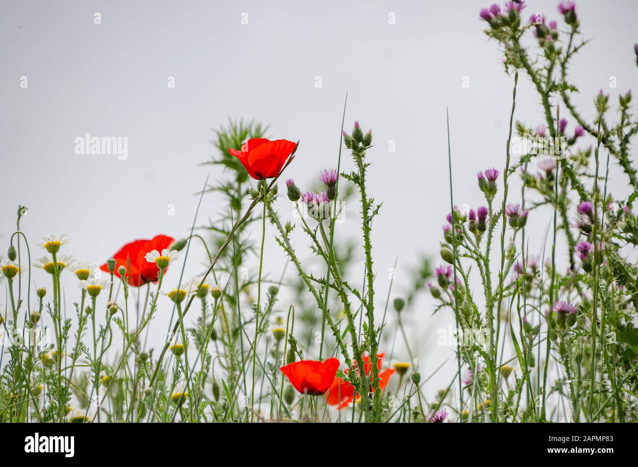Poppies with white background Stock Photo