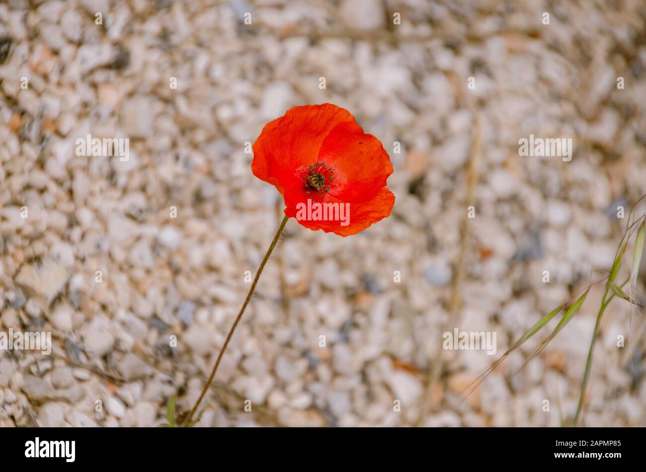 Background of poppies surrounded by green Stock Photo