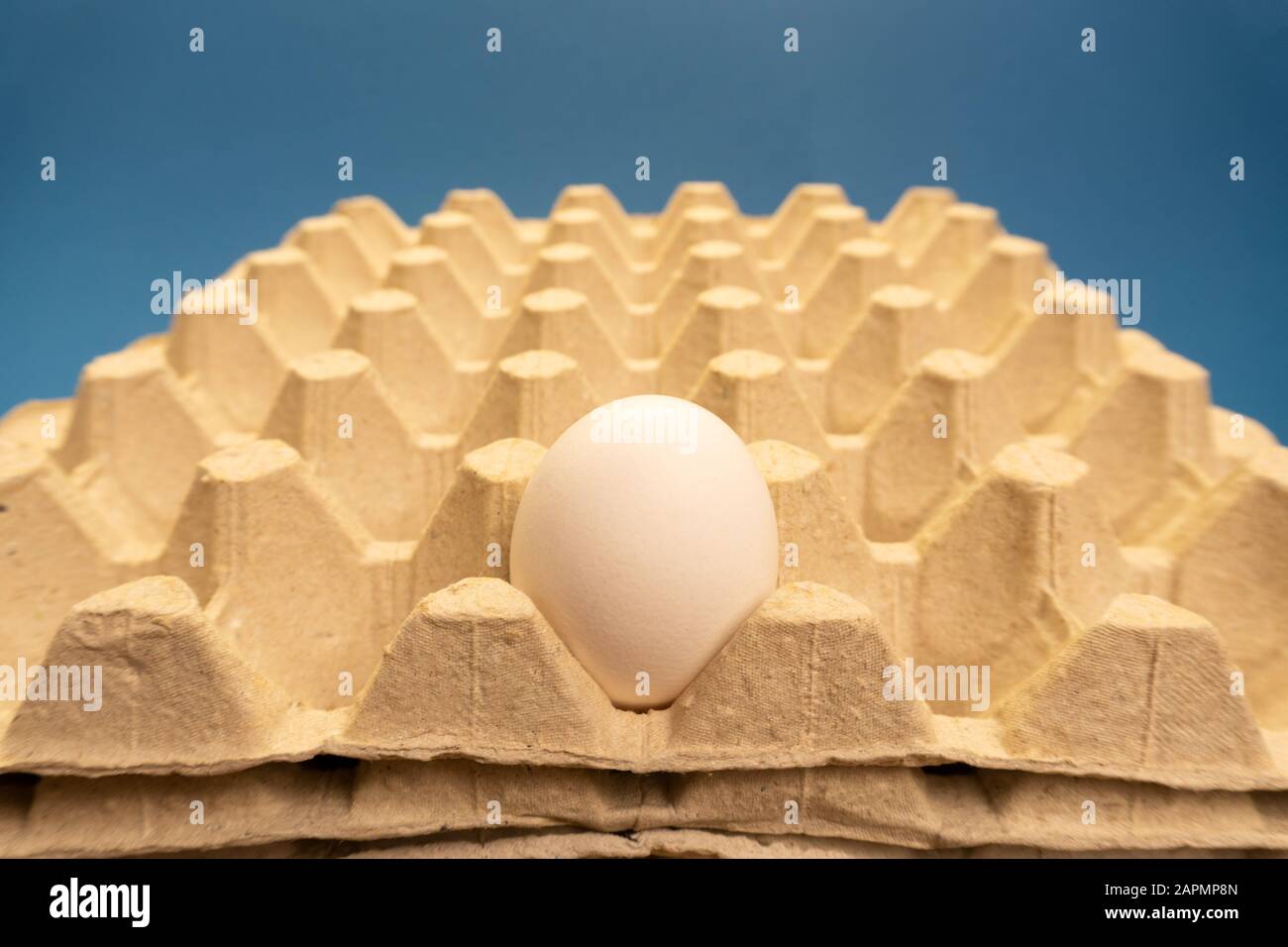 One white chicken egg in older of the eggs on blue background. . Stock Photo