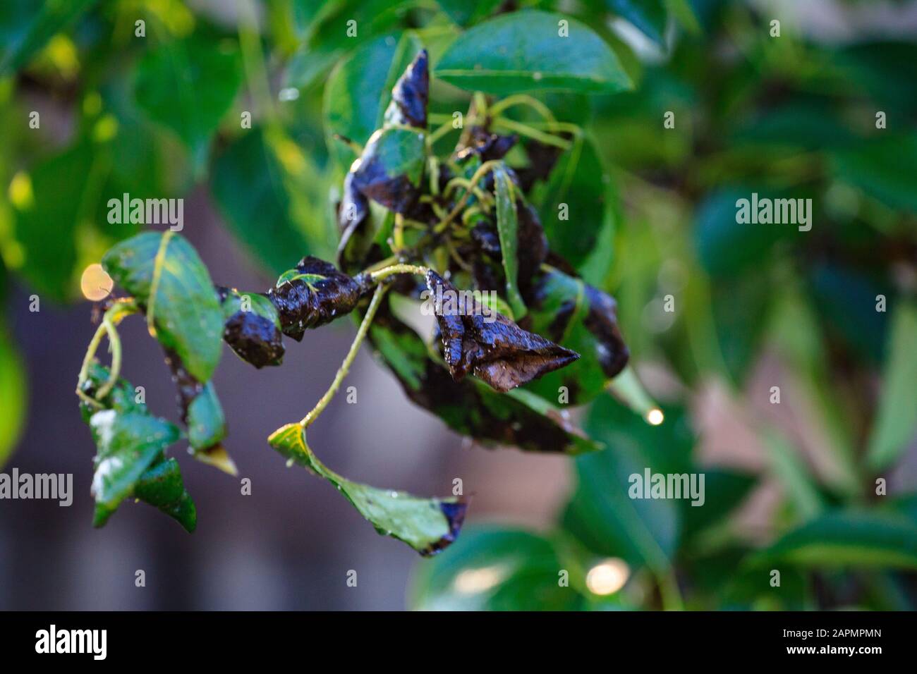 Green leaf of a pear close-up with damage by ulcers of diseases and fungi of brown spotting of scab monniliosis. Gardening problems. Fungal and viral diseases of plants. Stock Photo