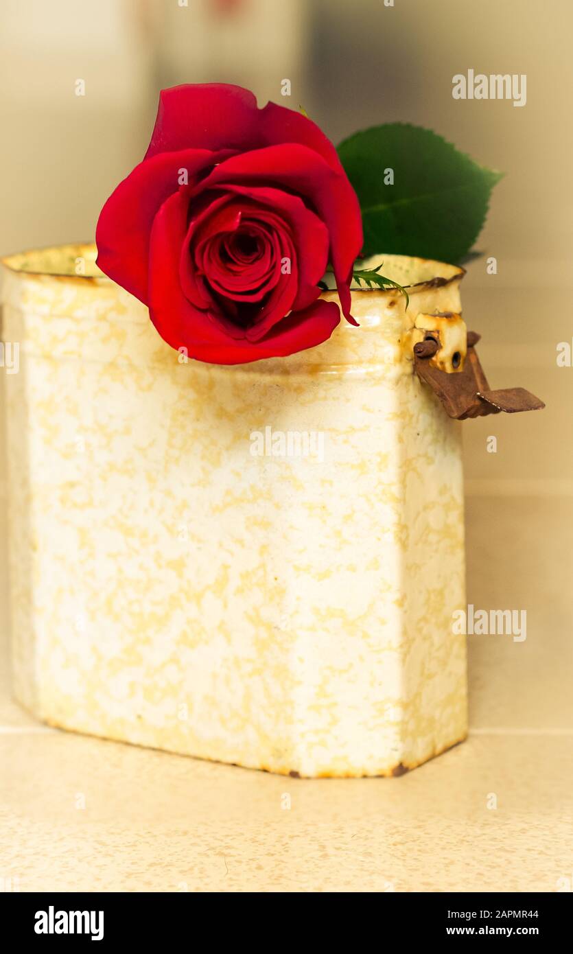Detail of red rose on metallic container Stock Photo Alamy