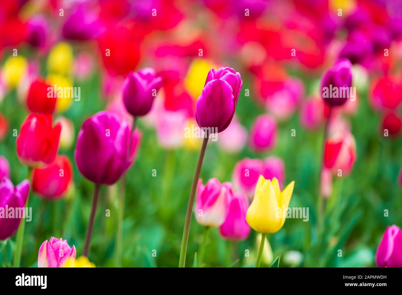 colorful tulips bloom in the garden Stock Photo - Alamy