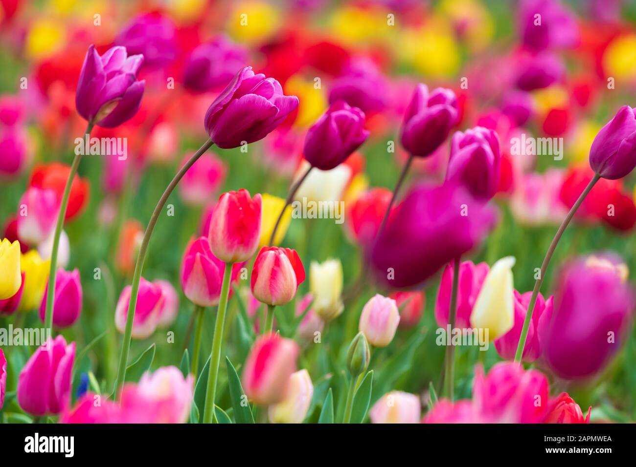 colorful tulips bloom in the garden Stock Photo - Alamy