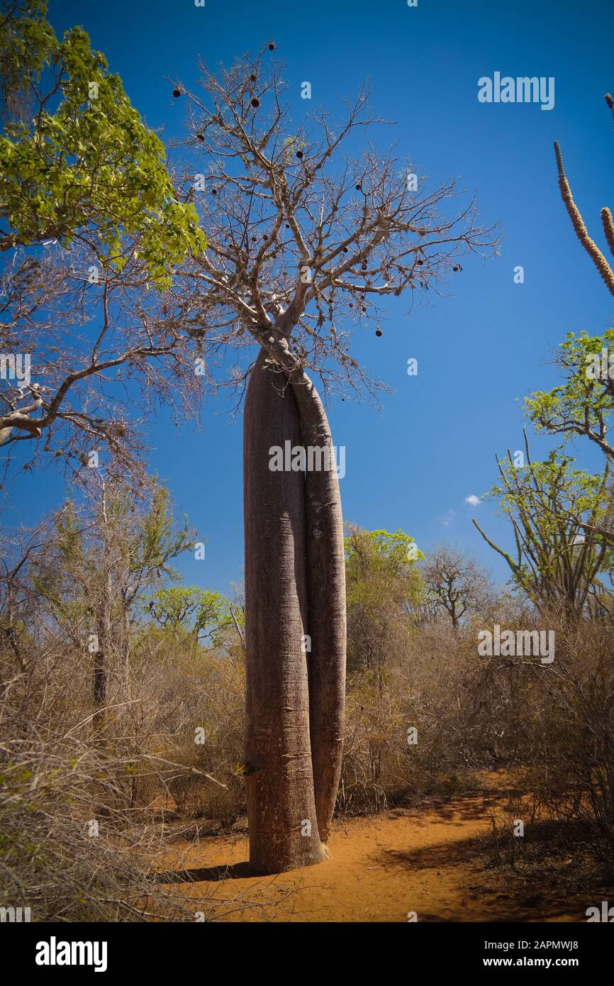 Landscape with Adansonia rubrostipa aka fony baobab tree, Reniala reserve park, Toliara, Madagascar Stock Photo