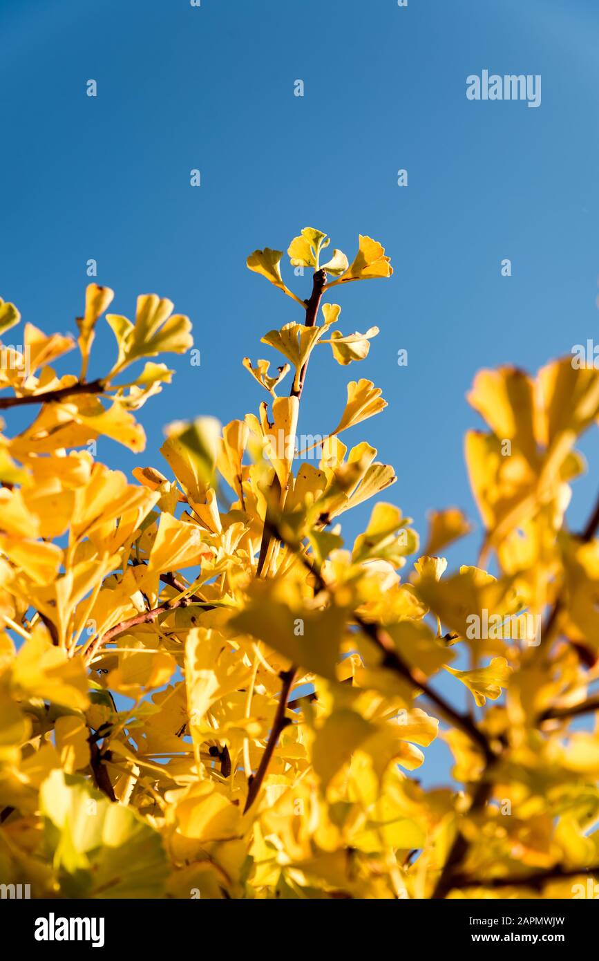 Golden ginkgo biloba leaves on tree branches in sunshine against clear blue sky. Yellow tree in a Chinese garden Stock Photo