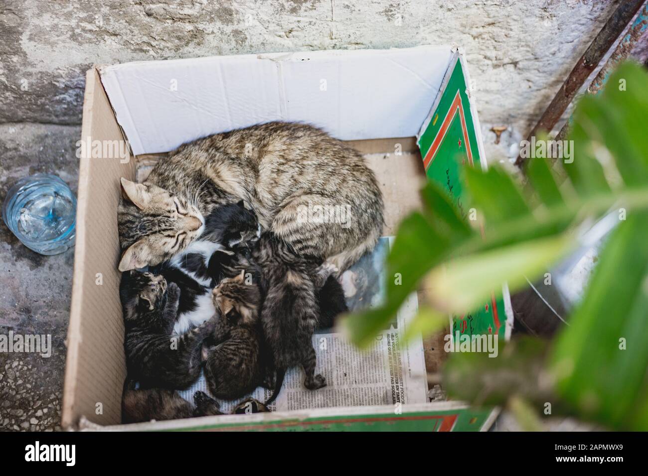 cat feeding box