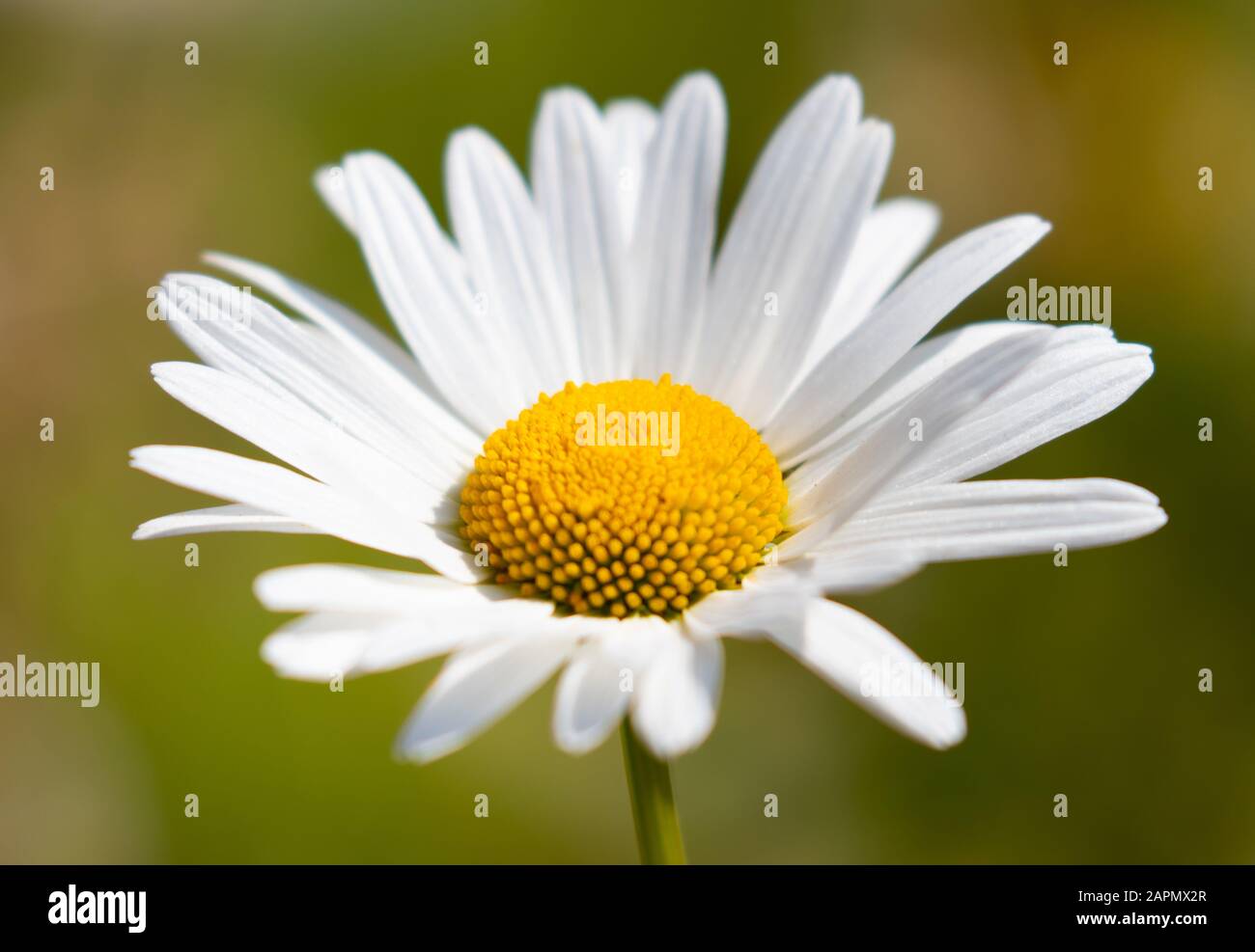A crisp white oxeye daisy flower in the summer sunshine Stock Photo