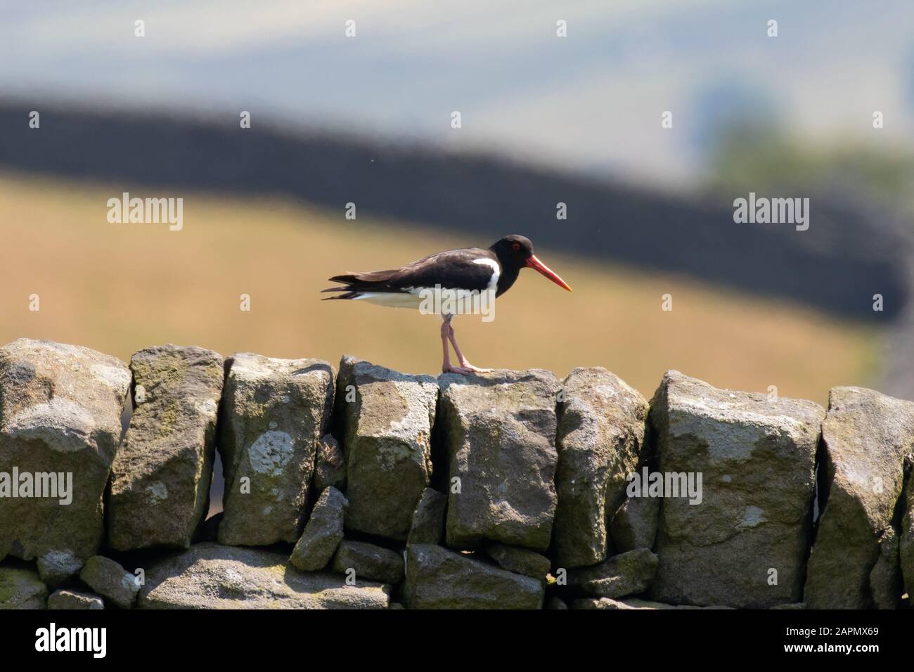 An oystercatcher walking along the top of a dry stone wall in the sunshine Stock Photo