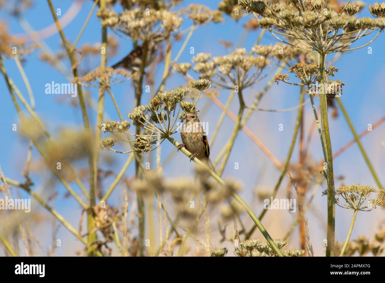 A female goldfinch in the sun against a soft focus background of flowers Stock Photo