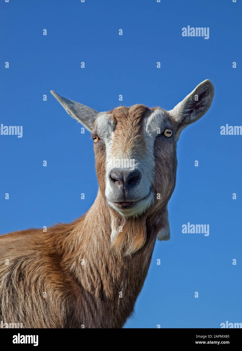 British Toggenburg Goat Portrait Stock Photo