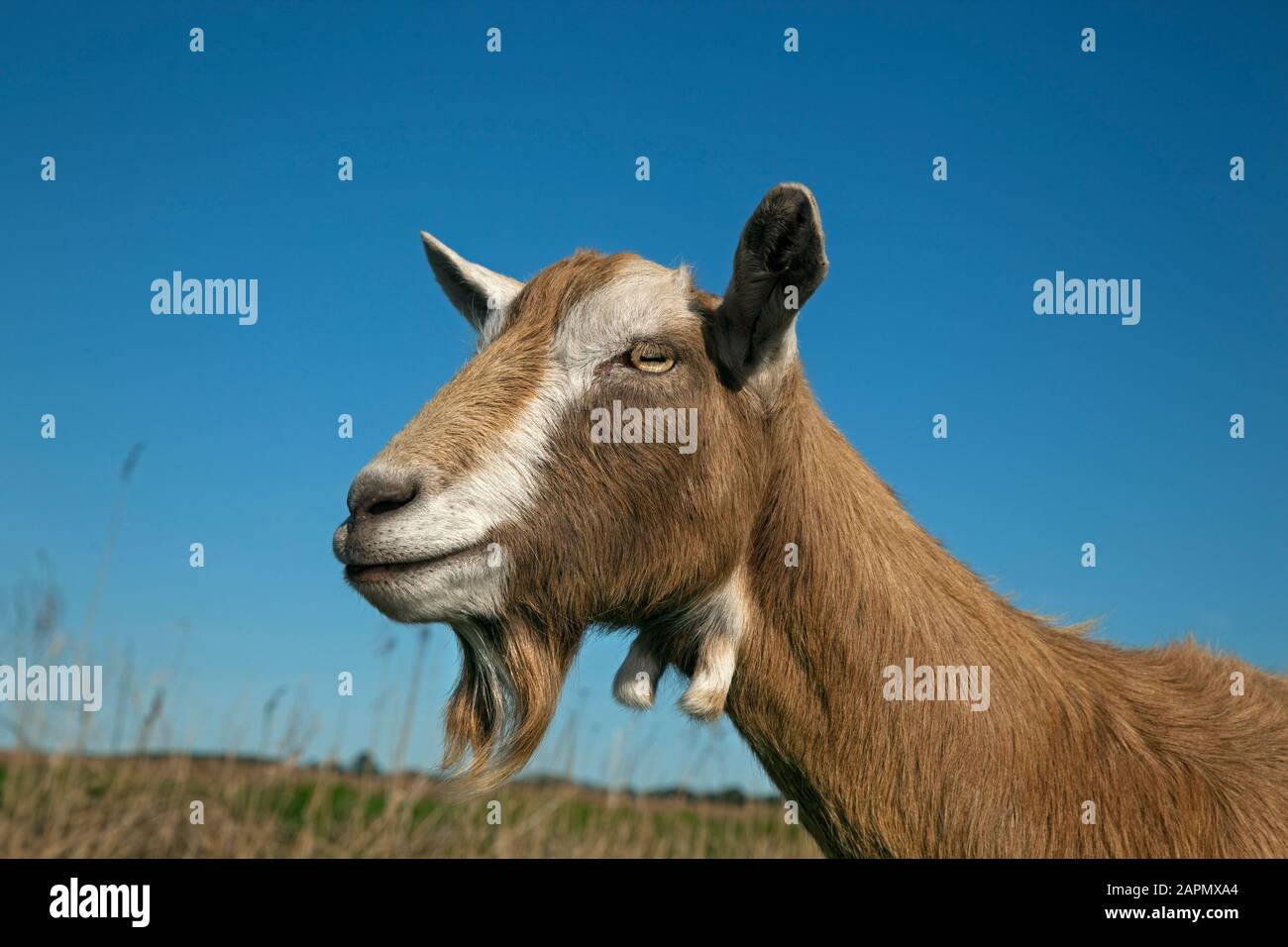 British Toggenburg Goat Portrait Stock Photo