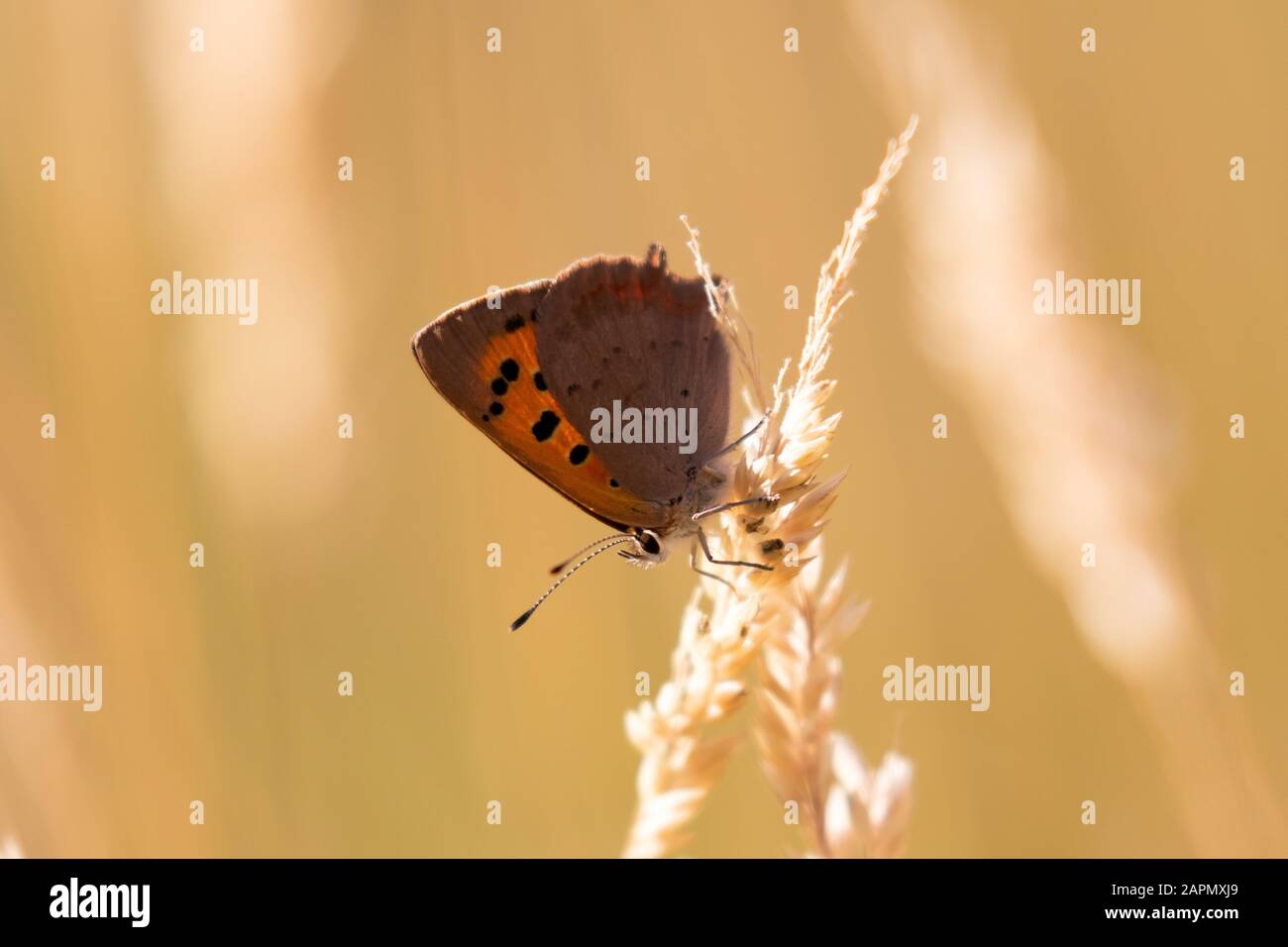 A small copper butterfly perched on a grass head in the sunshine Stock Photo