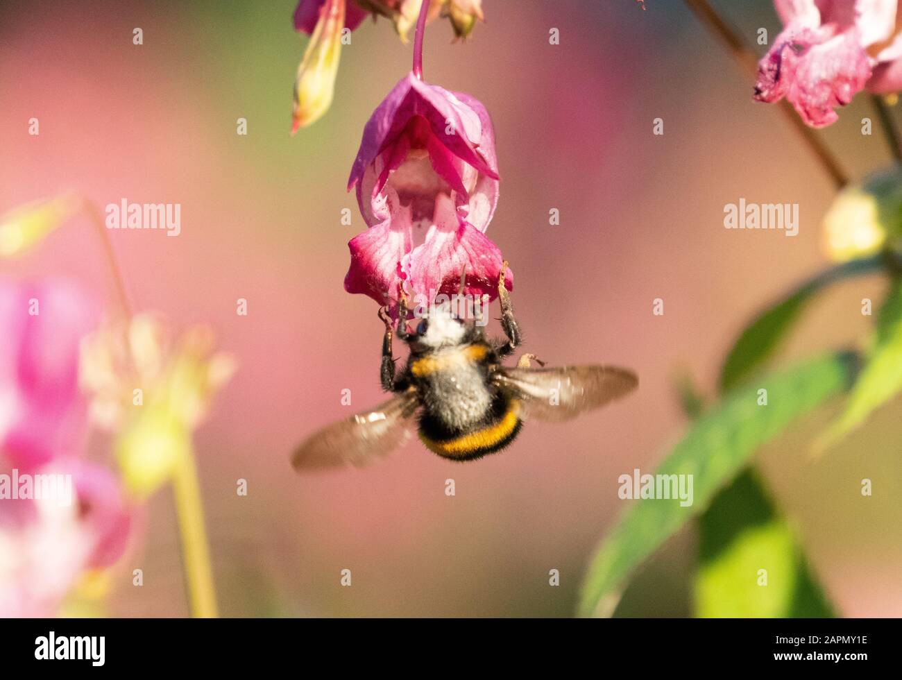 A pollen covered bee hanging below a vibrant pink Himalayan balsam flower Stock Photo