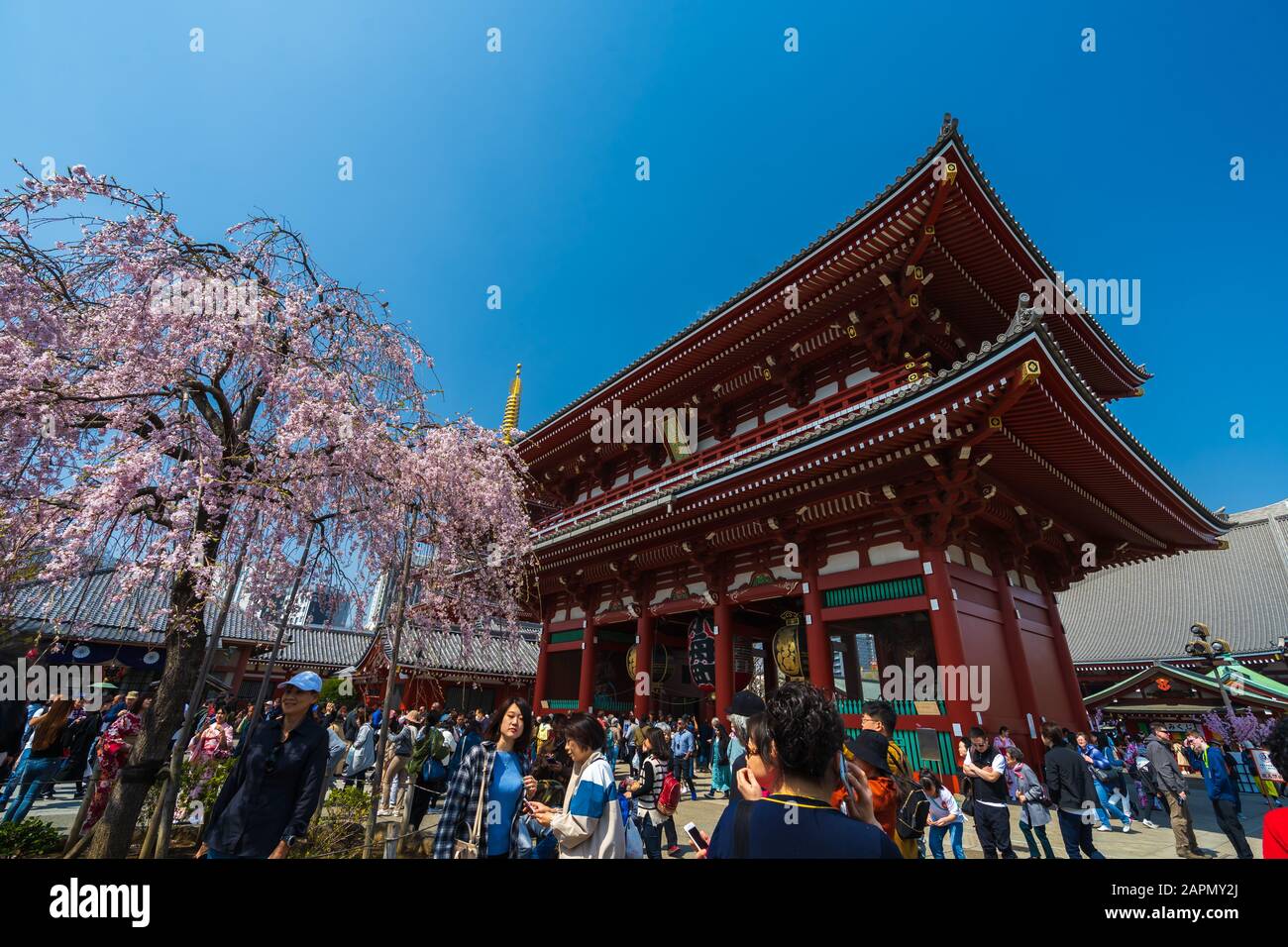 Sensoji buddhist temple cherry blossom hi-res stock photography and
