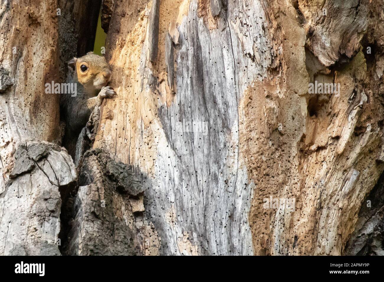 A cautious grey squirrel peeking out from a large rotten tree Stock Photo