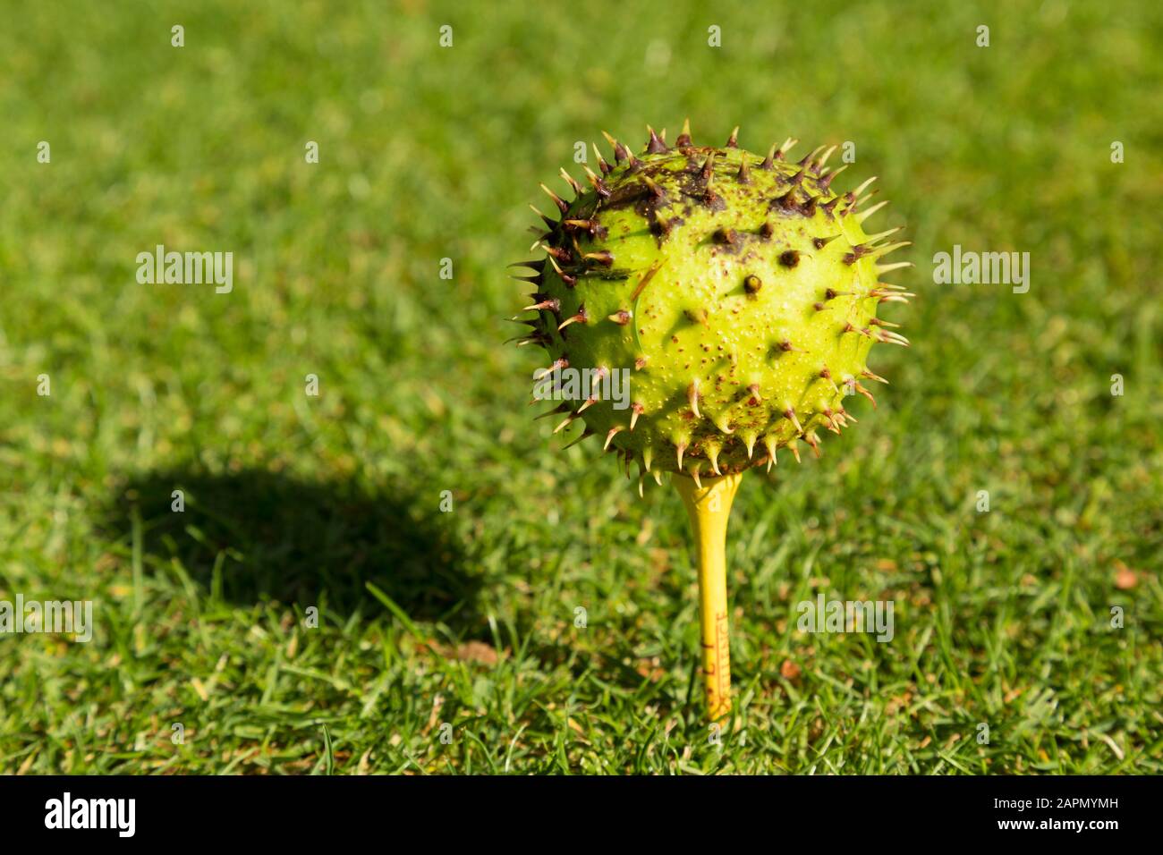 Chestnut on golf tee, Autumn sport. Stock Photo