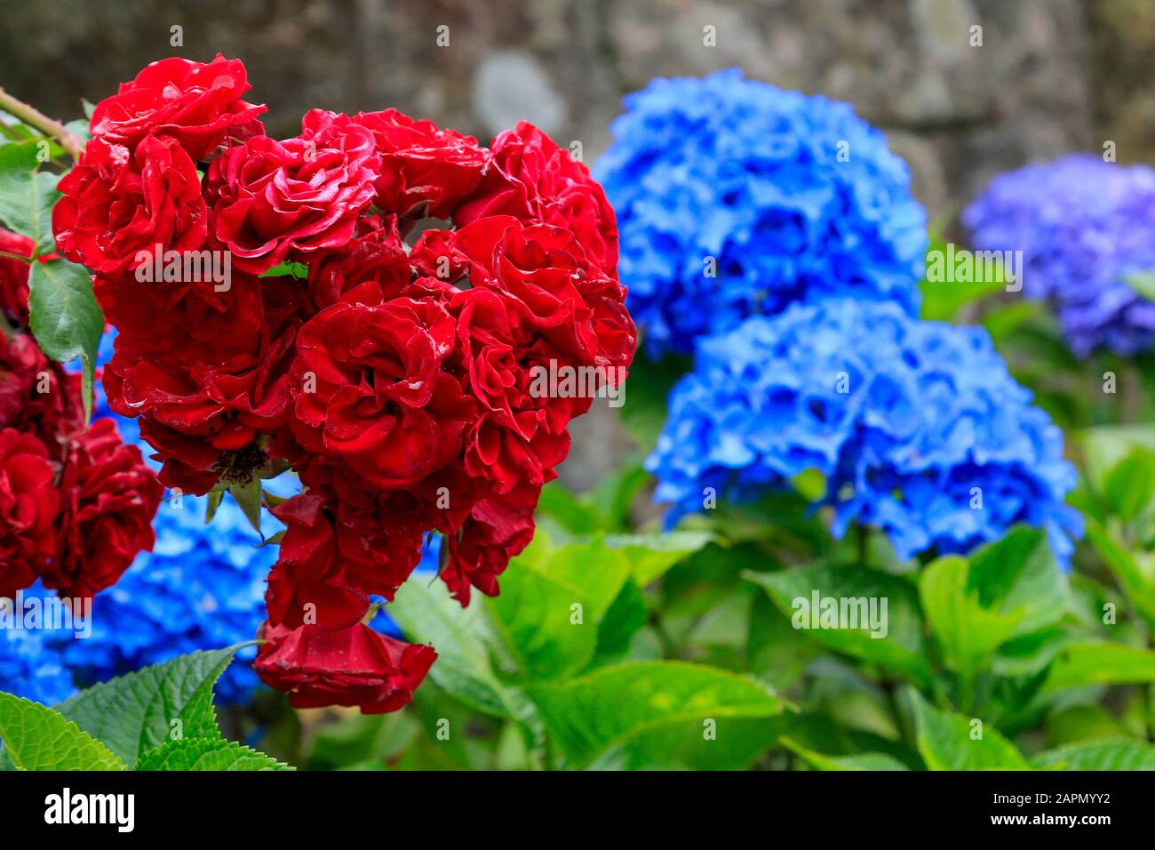 Red roses & blue Hydrangea flowers, close-up in full sun. Stock Photo