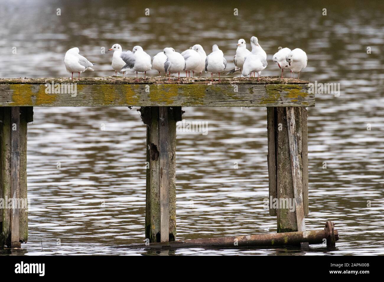 A collection of seagulls preening on a rotten old jetty Stock Photo