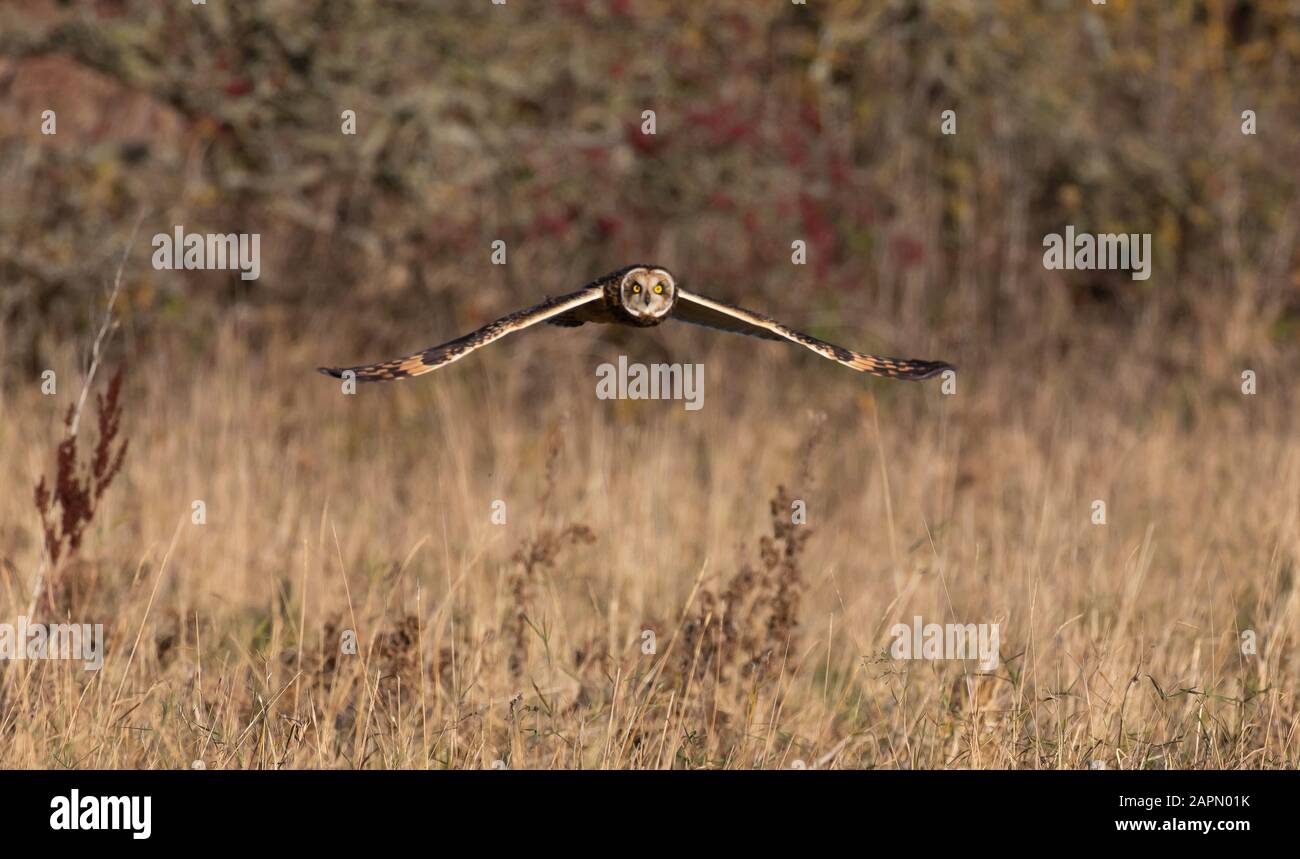 A short eared owl with wings spread hunting over rough grassland Stock Photo