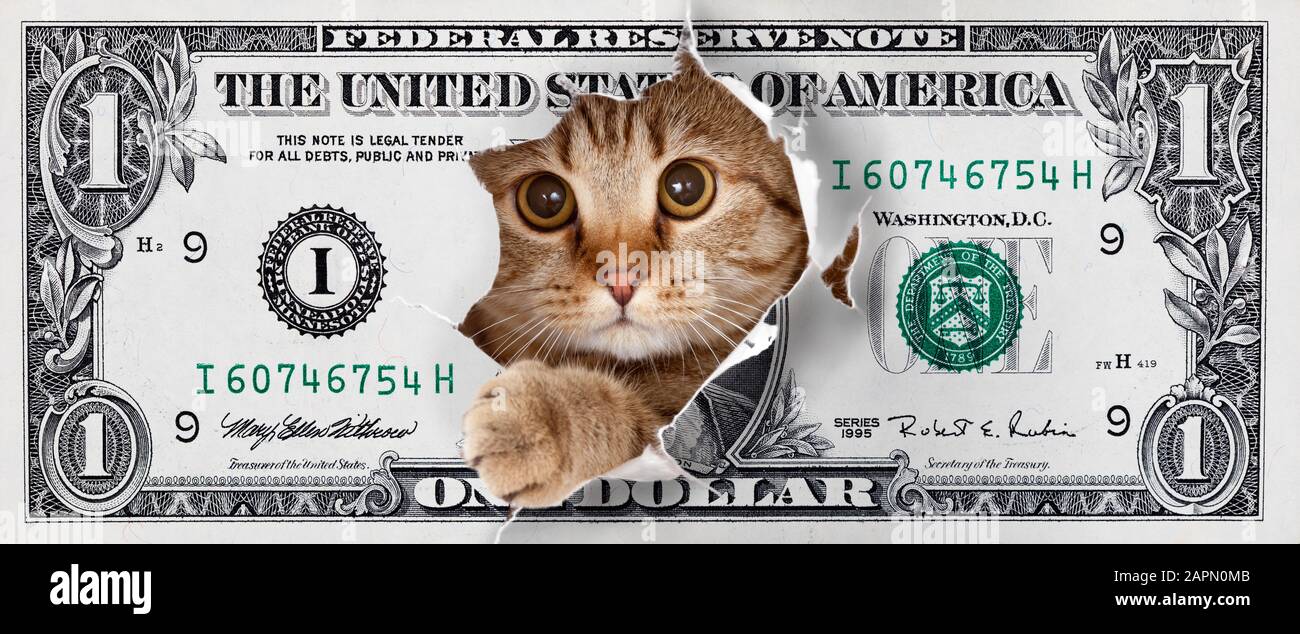 cat looking up in one dollar torn hole Stock Photo