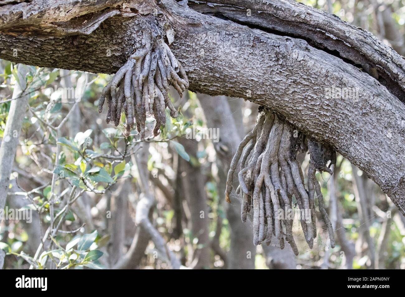 Arial Pneumatophore roots of a Mangrove Tree Stock Photo