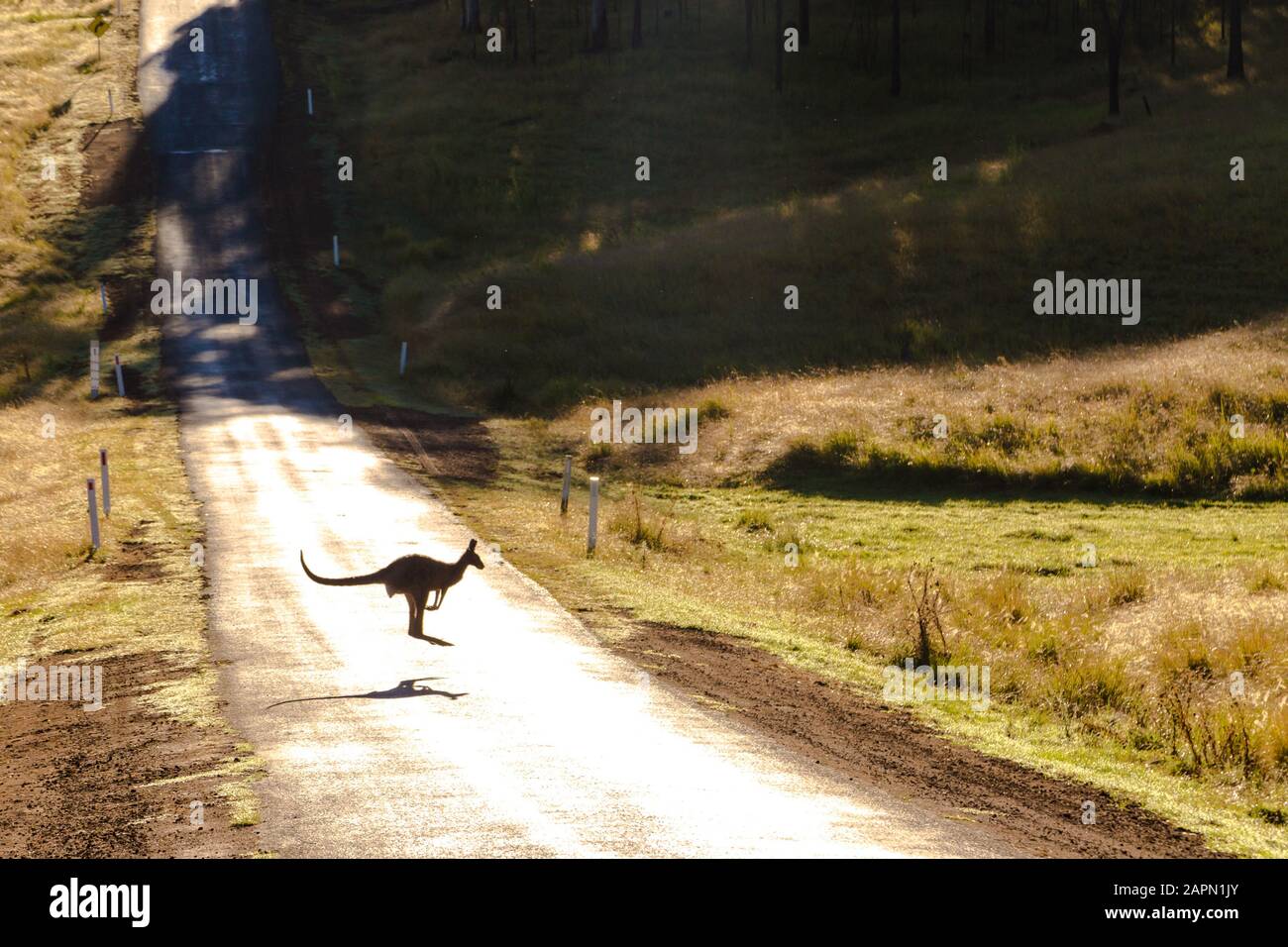 Kangaroo jumping over the road surrounded by a field covered in