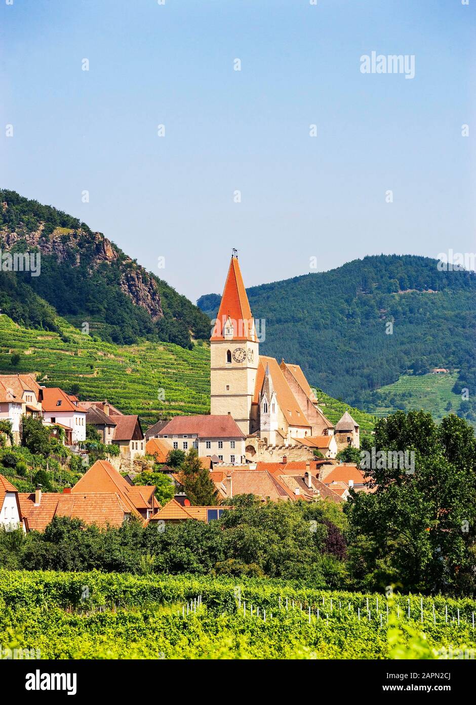 Parish church in front of vineyards, Weissenkirchen in the Wachau, Lower Austria, Austria Stock Photo