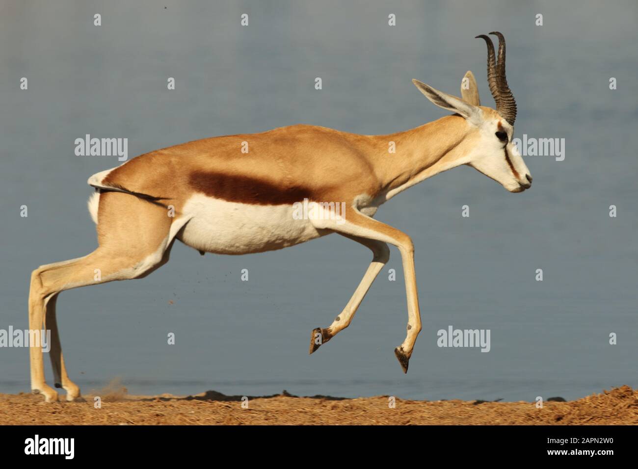 Animal migration herd gazelle hi-res stock photography and images - Alamy