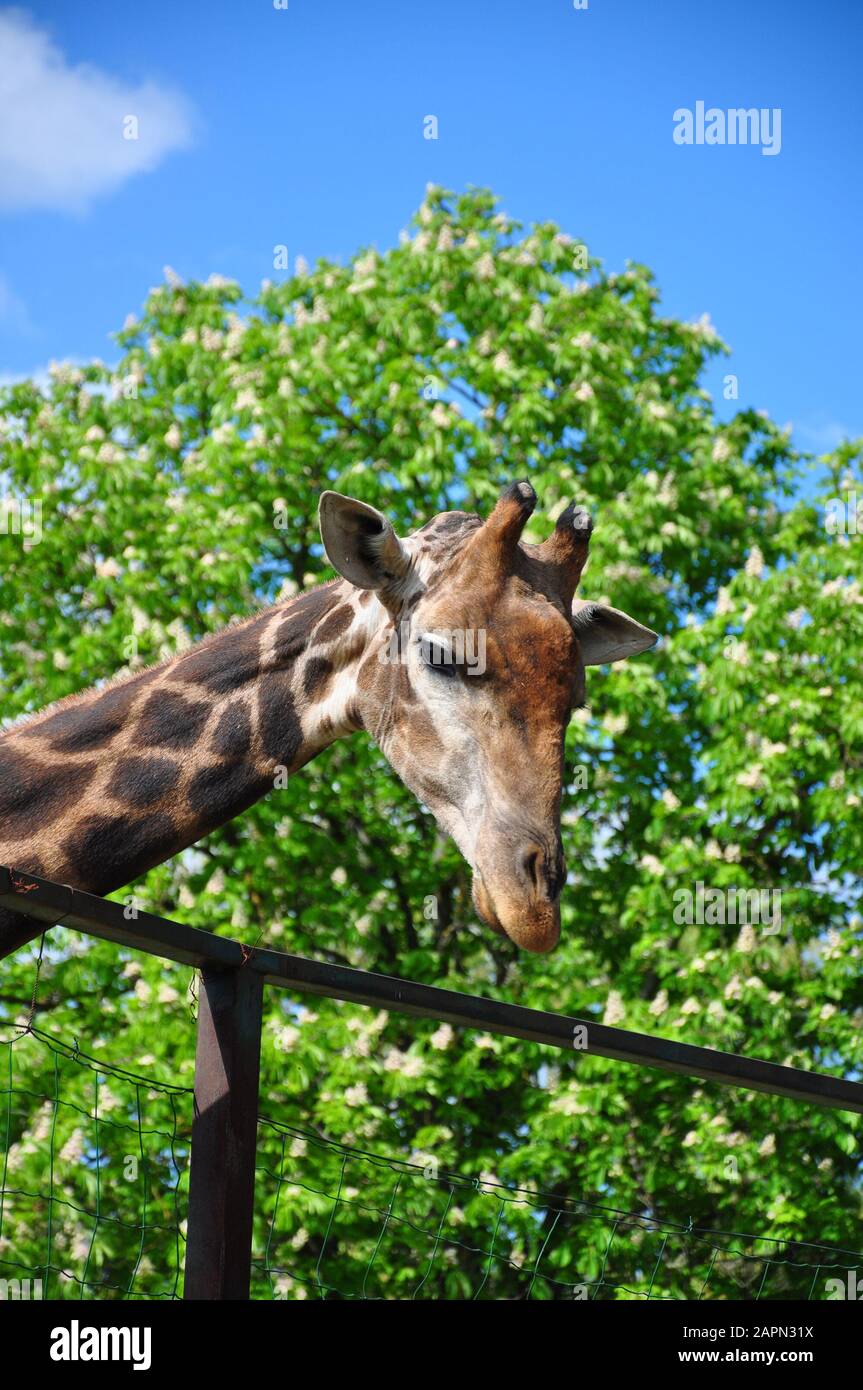 Giraffe head against the sky and trees, close-up Stock Photo