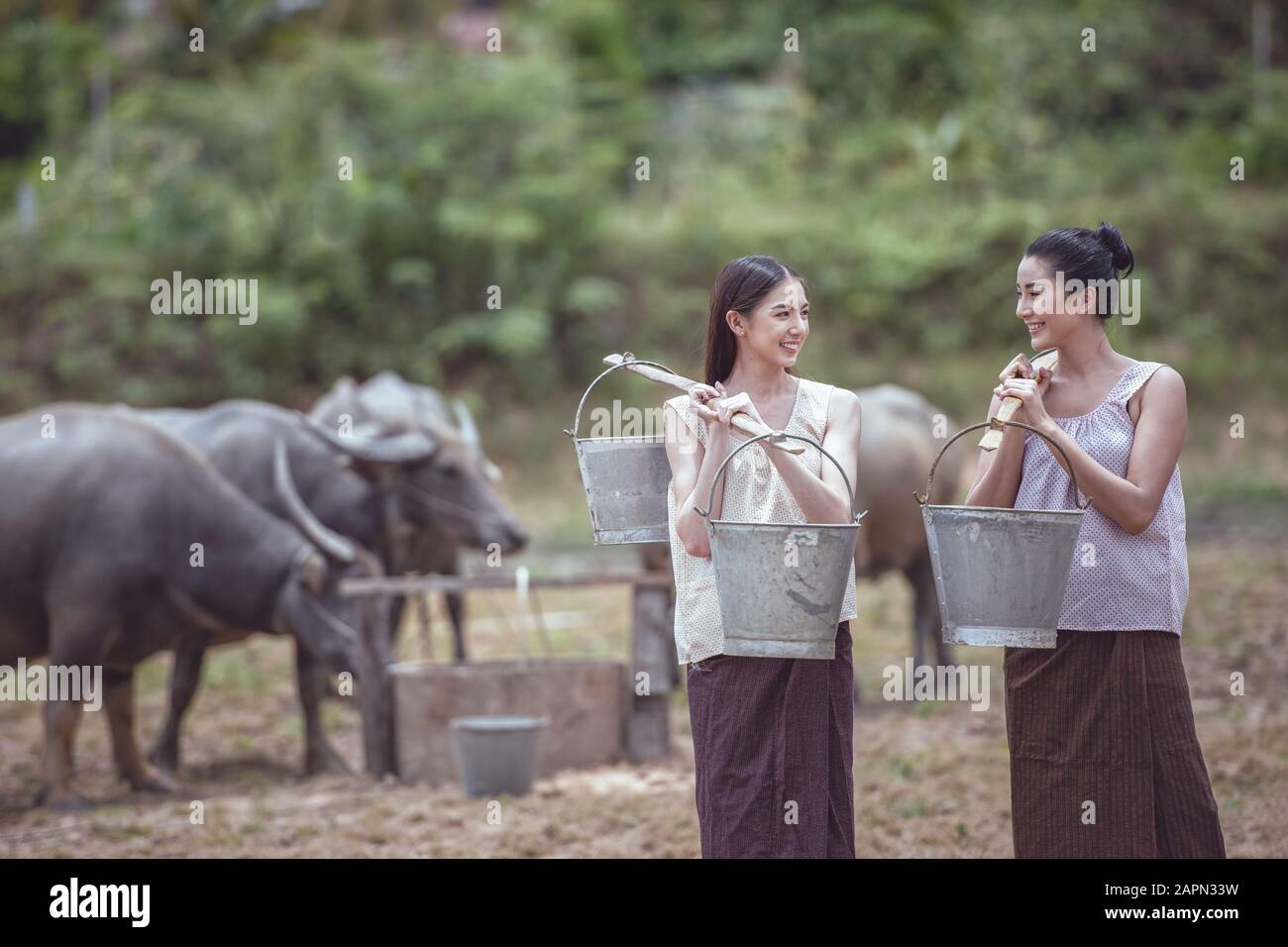 Thai traditional culture with buffalo, Thailand Stock Photo