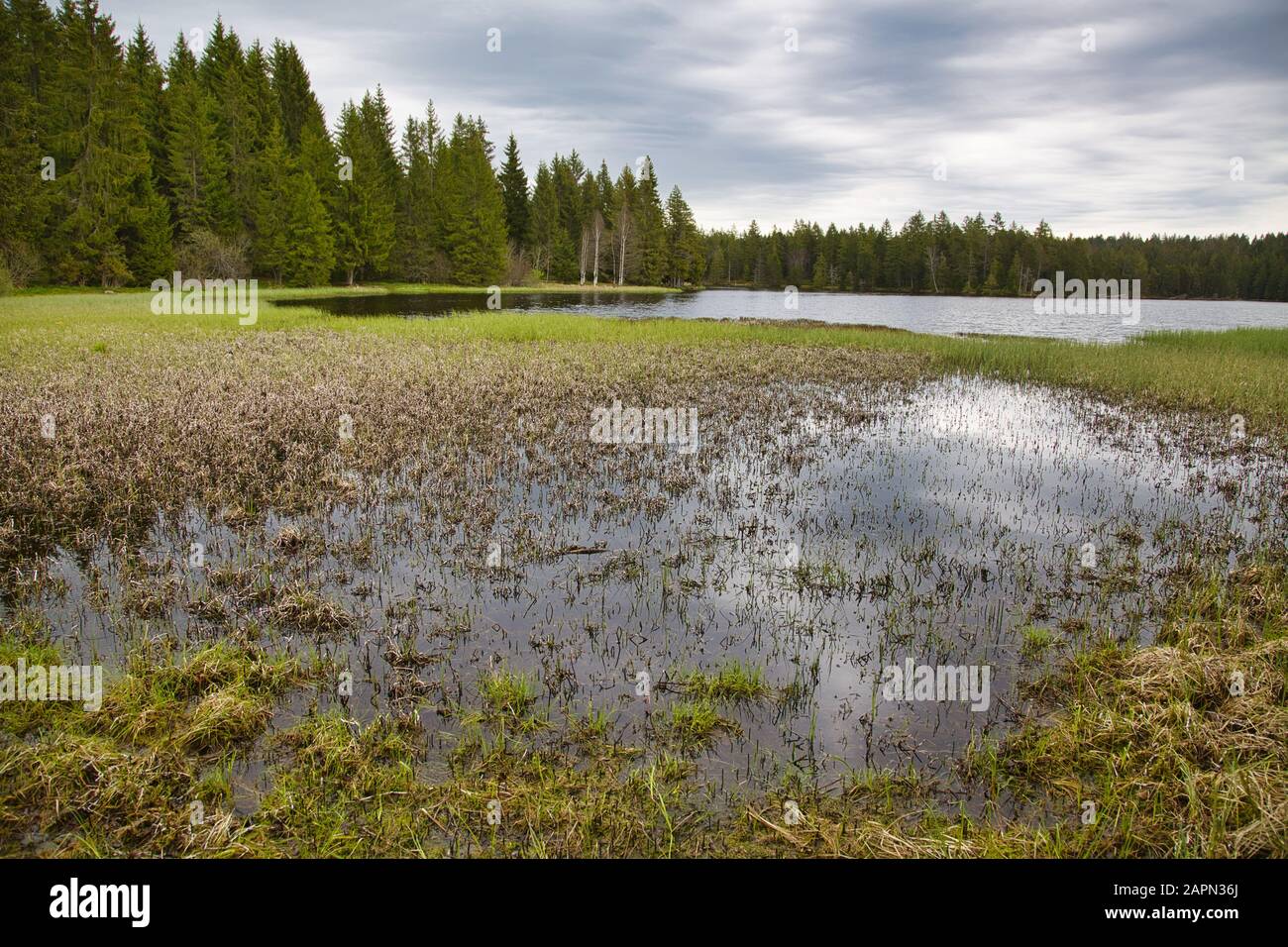 a lake in the Etang de la Gruere nature reserve, in the Franches Montagnes near Saignelegier, Switzerland Stock Photo