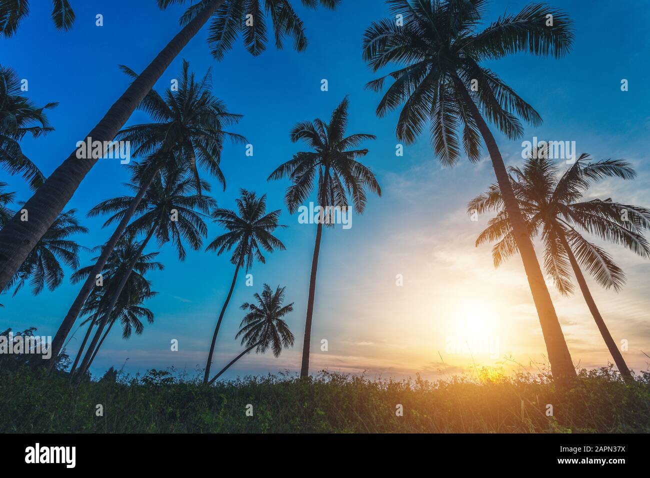 Coconut palm trees on beach hi-res stock photography and images - Alamy