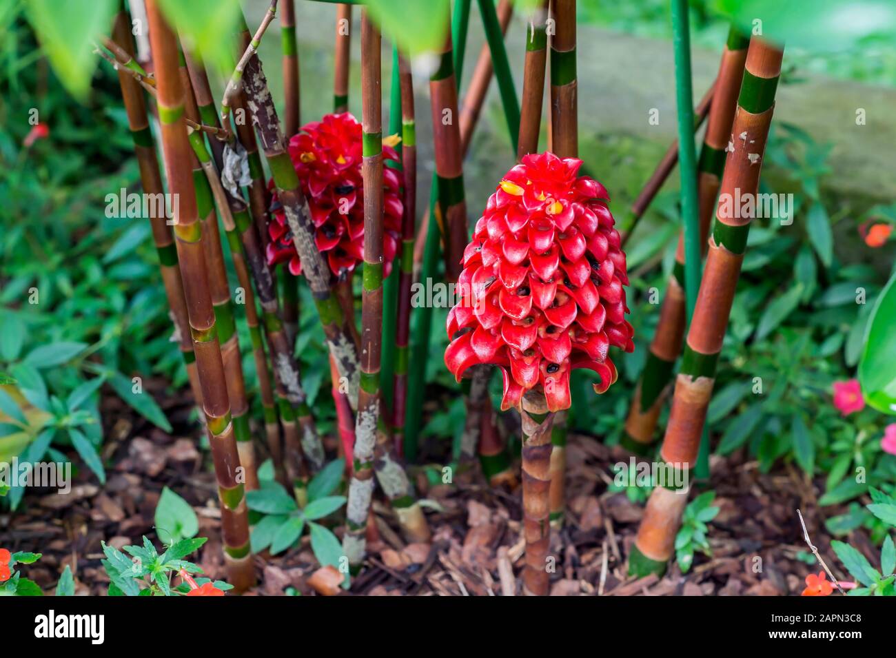 The flower is red with seeds from the inflorescence of the costus family, grown in the greenhouse. Latin name Costaceae. Stock Photo
