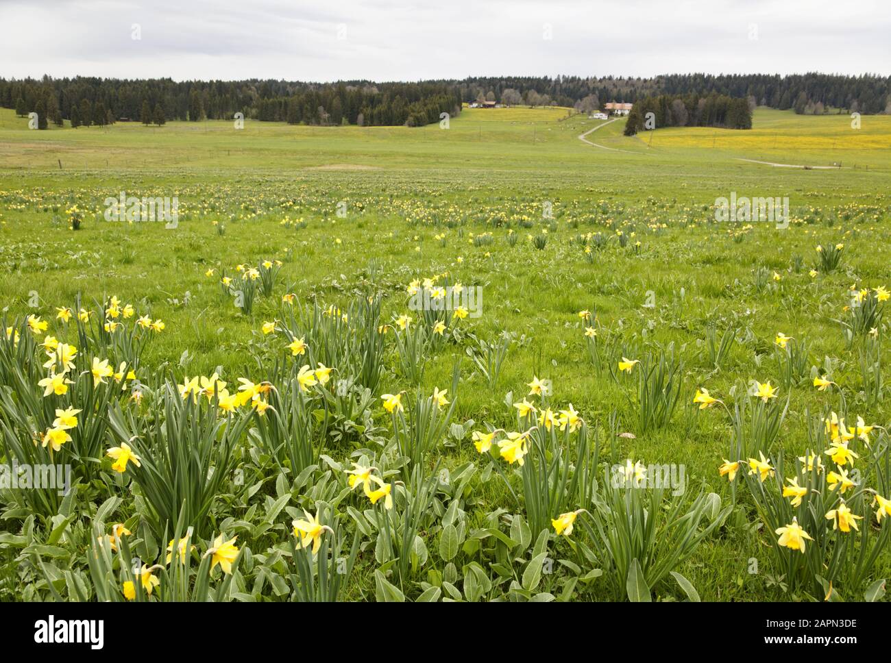yellow narcissus flowers in the Franches Montagnes of Switzerland, Stock Photo