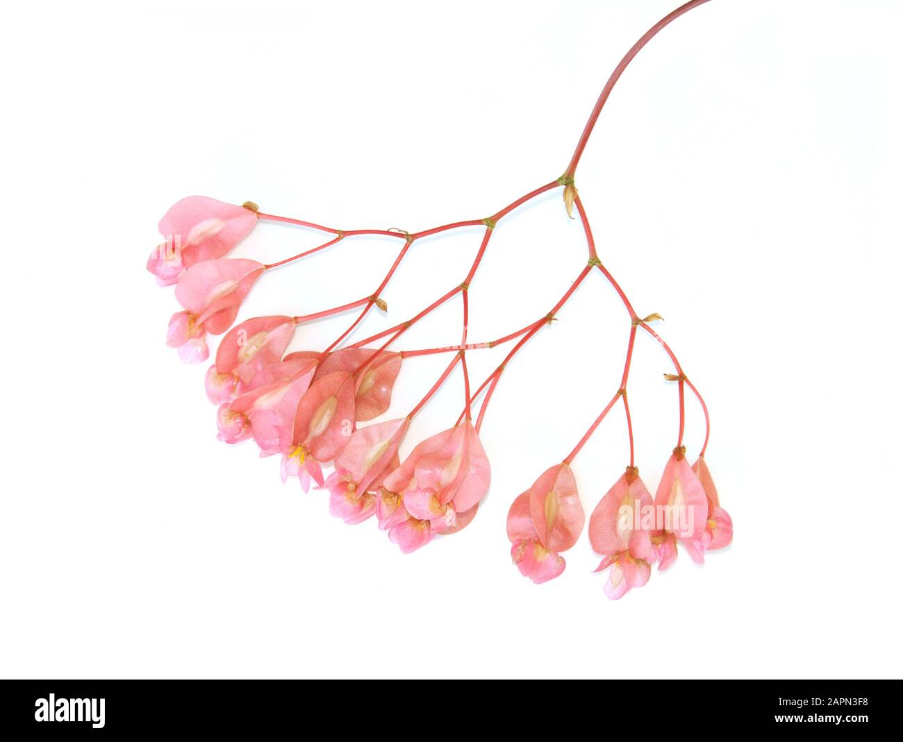 Pink flowers from angel wing begonia on white Stock Photo