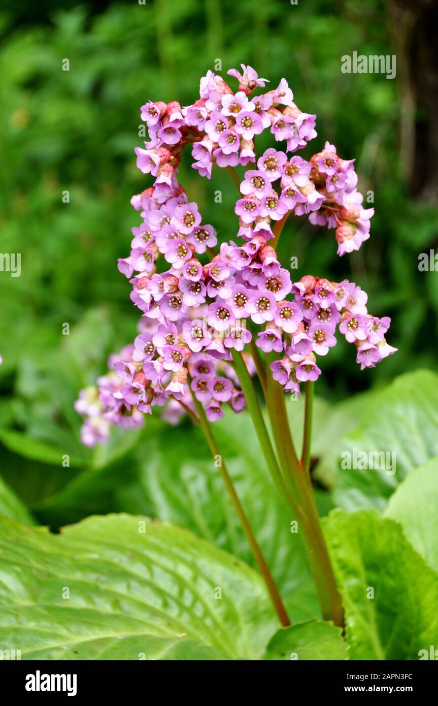 Pink bergenia pigsqueak plant flowering Stock Photo