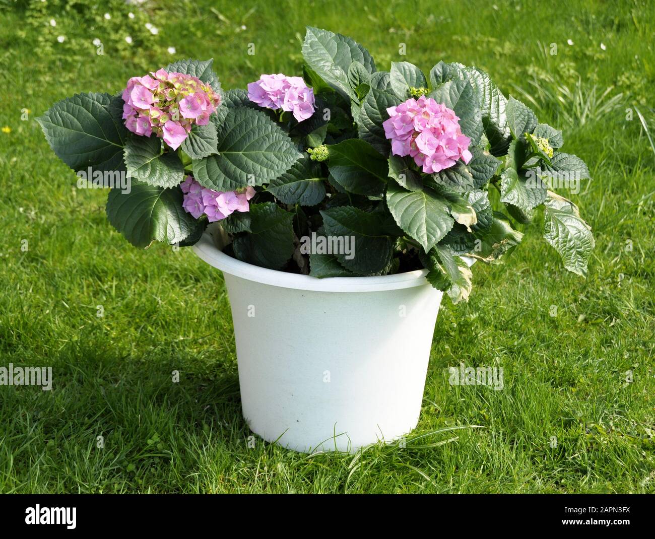 Pink hydrangea in a white pot outdoor Stock Photo
