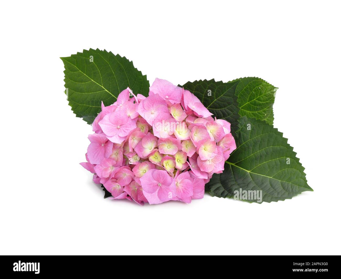 Dans Le Jardin De La Vallee Hydrangea