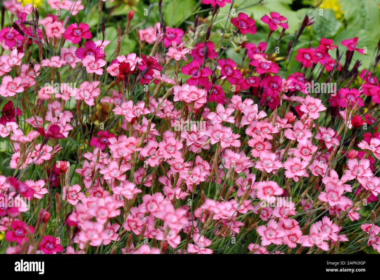 Flowering Maiden pink plant Dianthus  deltoides Stock Photo