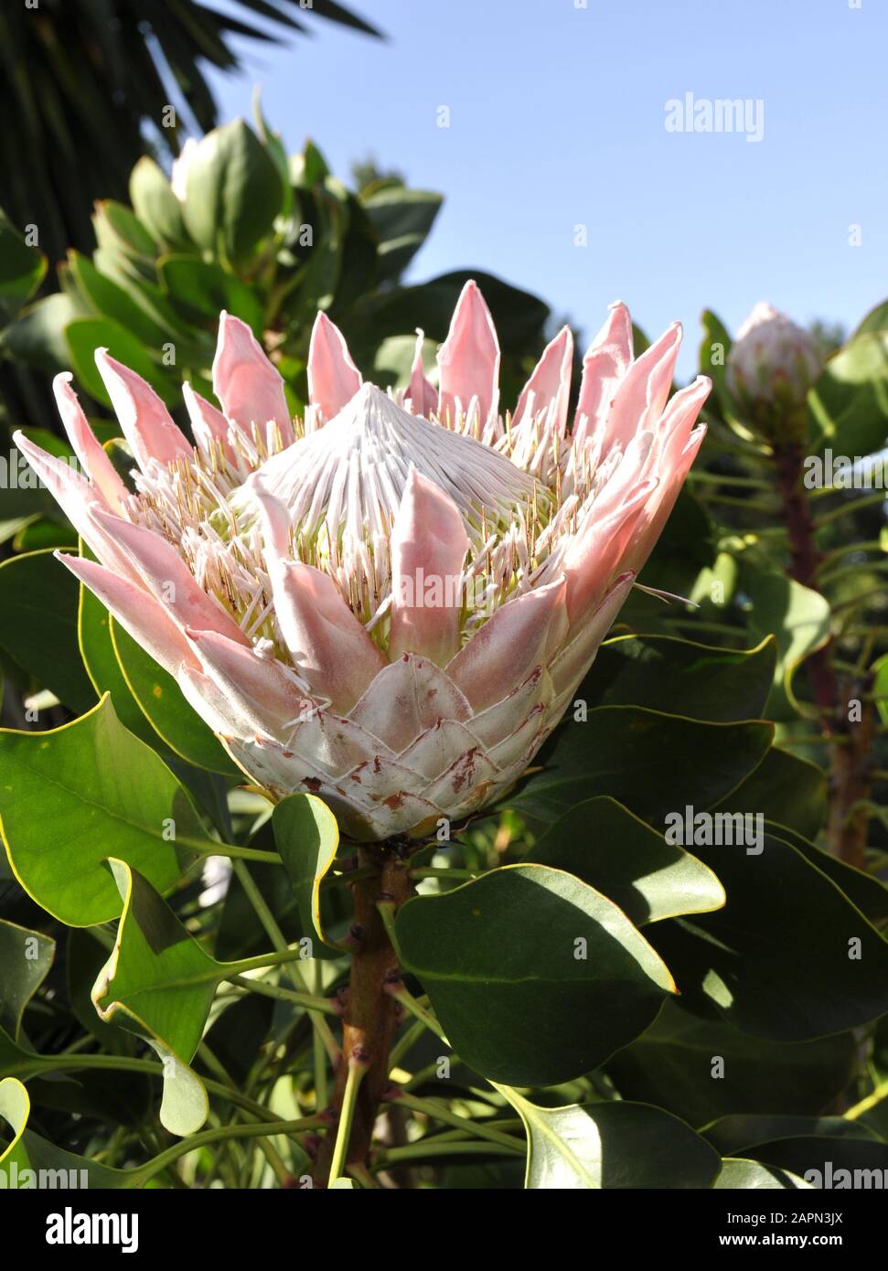 Closeup on the flower of a Protea plant Stock Photo
