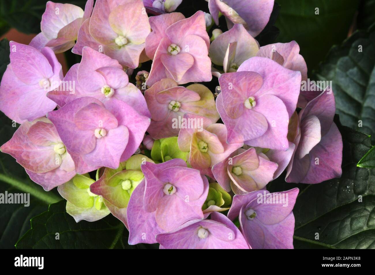 Pink macrophylla hi-res stock photography and images - Alamy