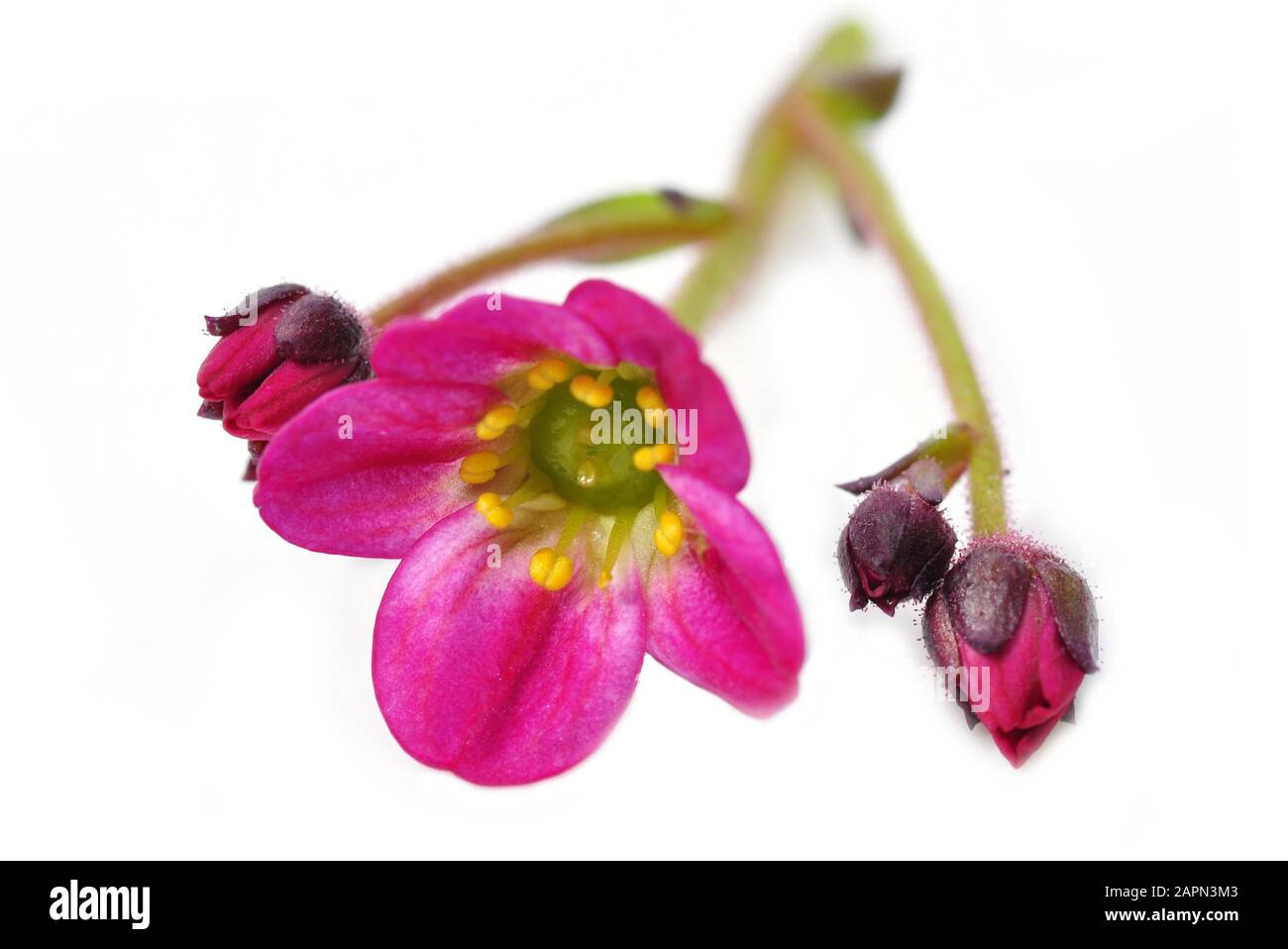 Pink saxifrage isolated on white background Stock Photo