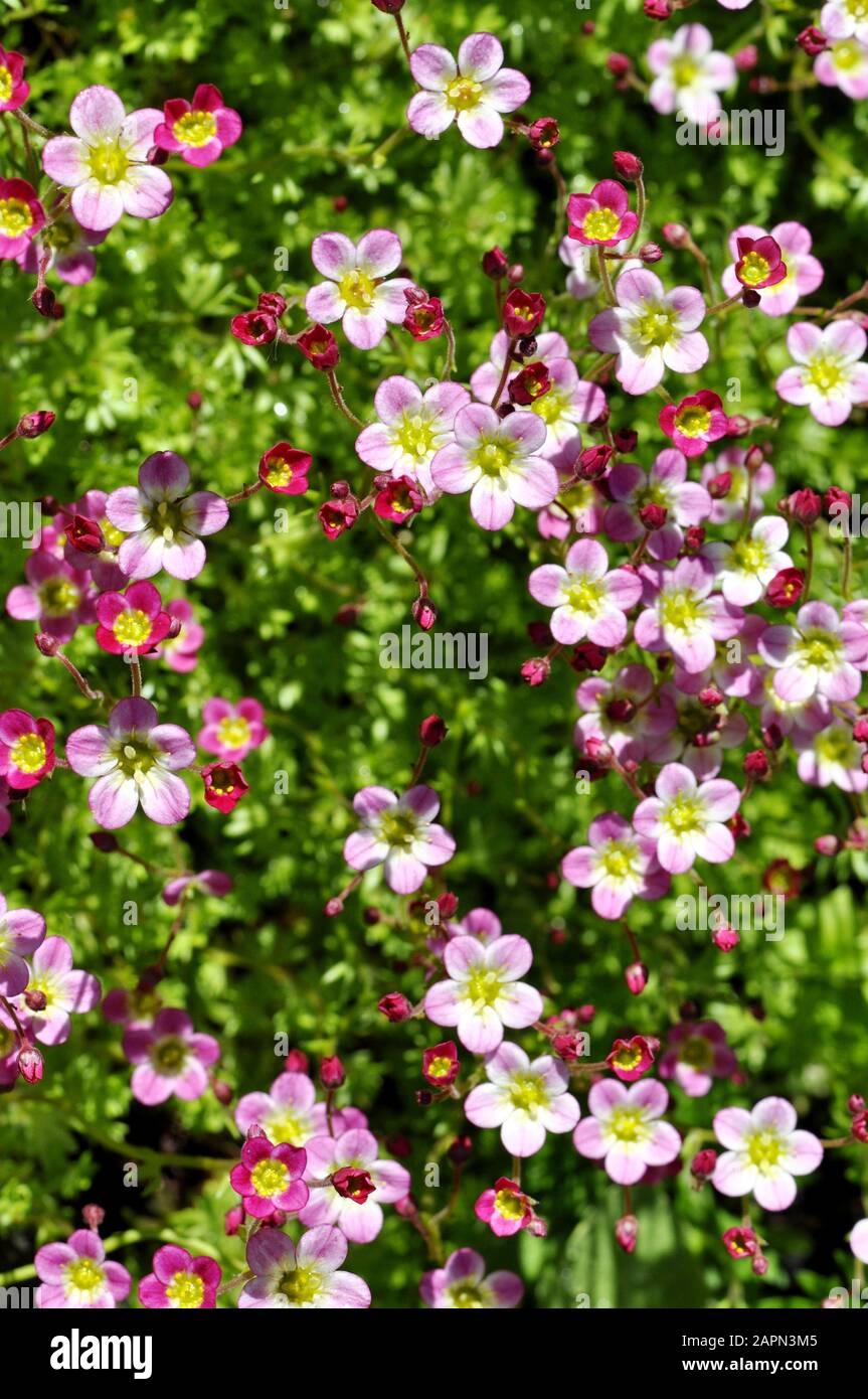 Pink saxifrage Saksifraga Arendsii growing in a garden Stock Photo