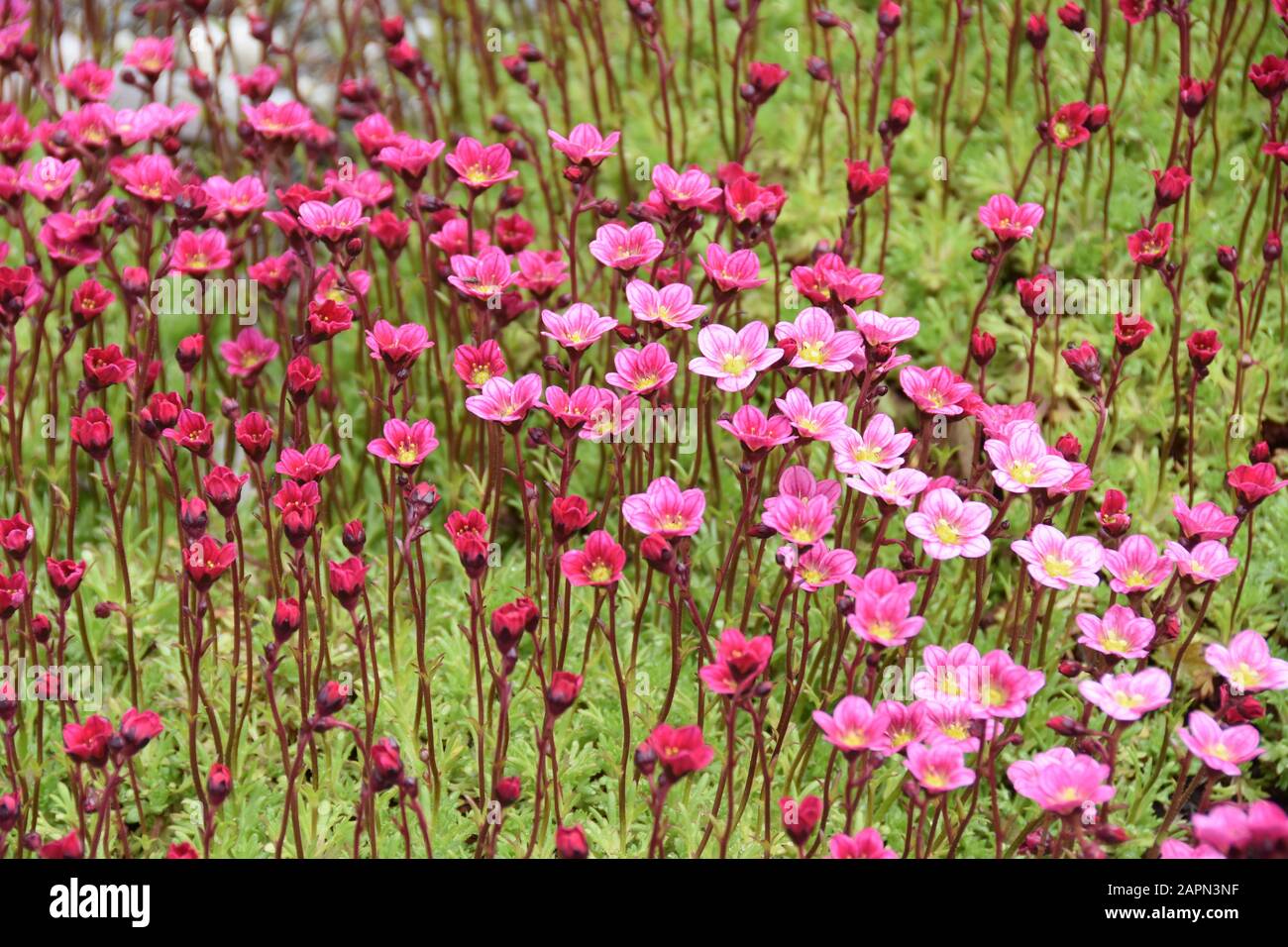 Pink saxifrage Saksifraga Arendsii growing in a garden Stock Photo