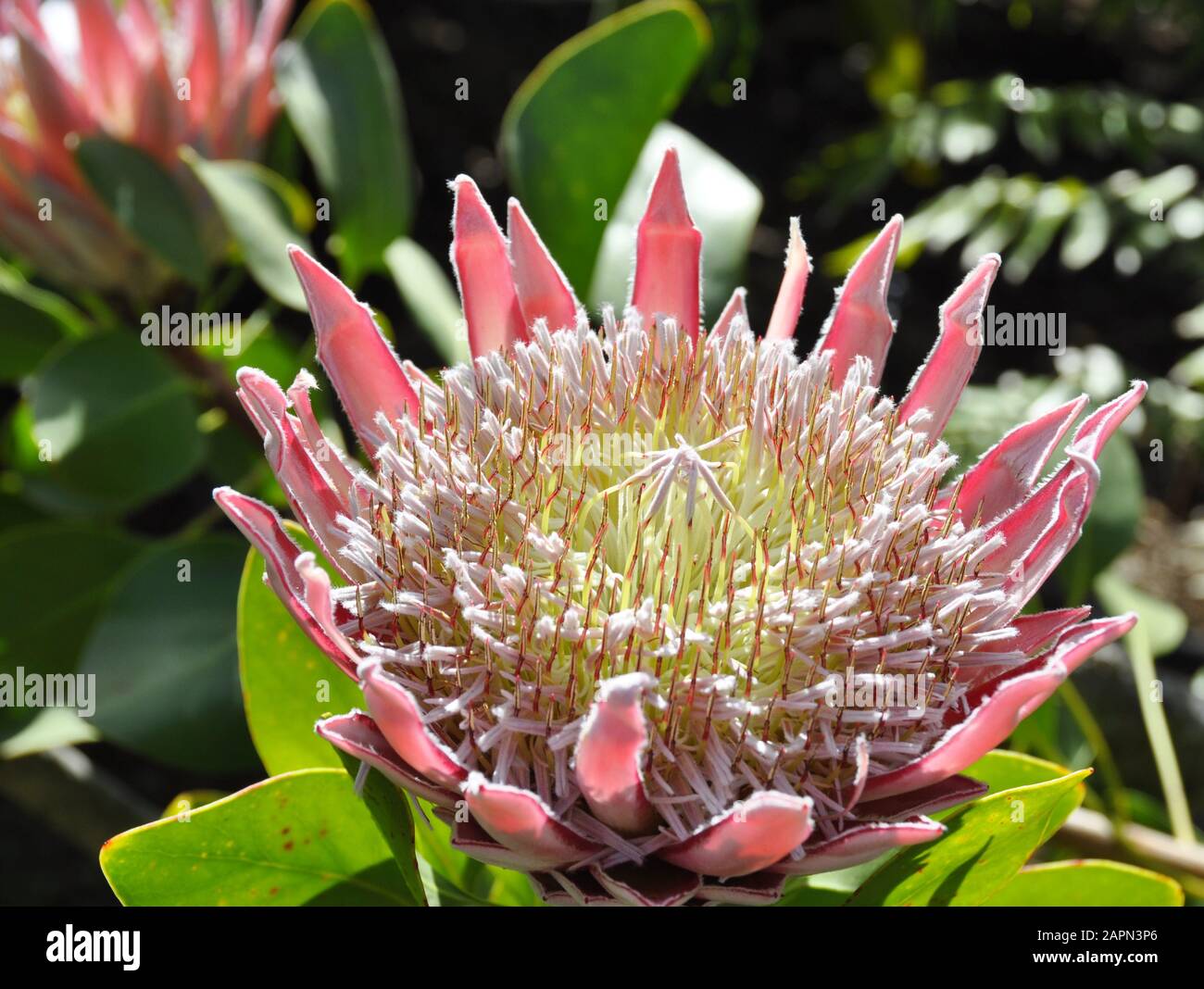 Closeup on the flower of a Protea plant Stock Photo