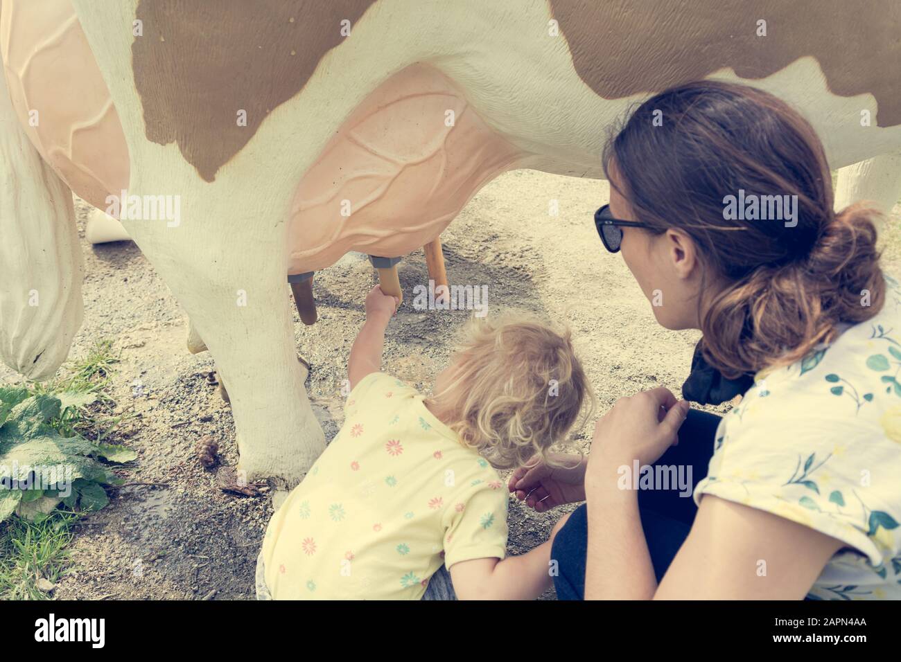 Girl Milked Like Cow