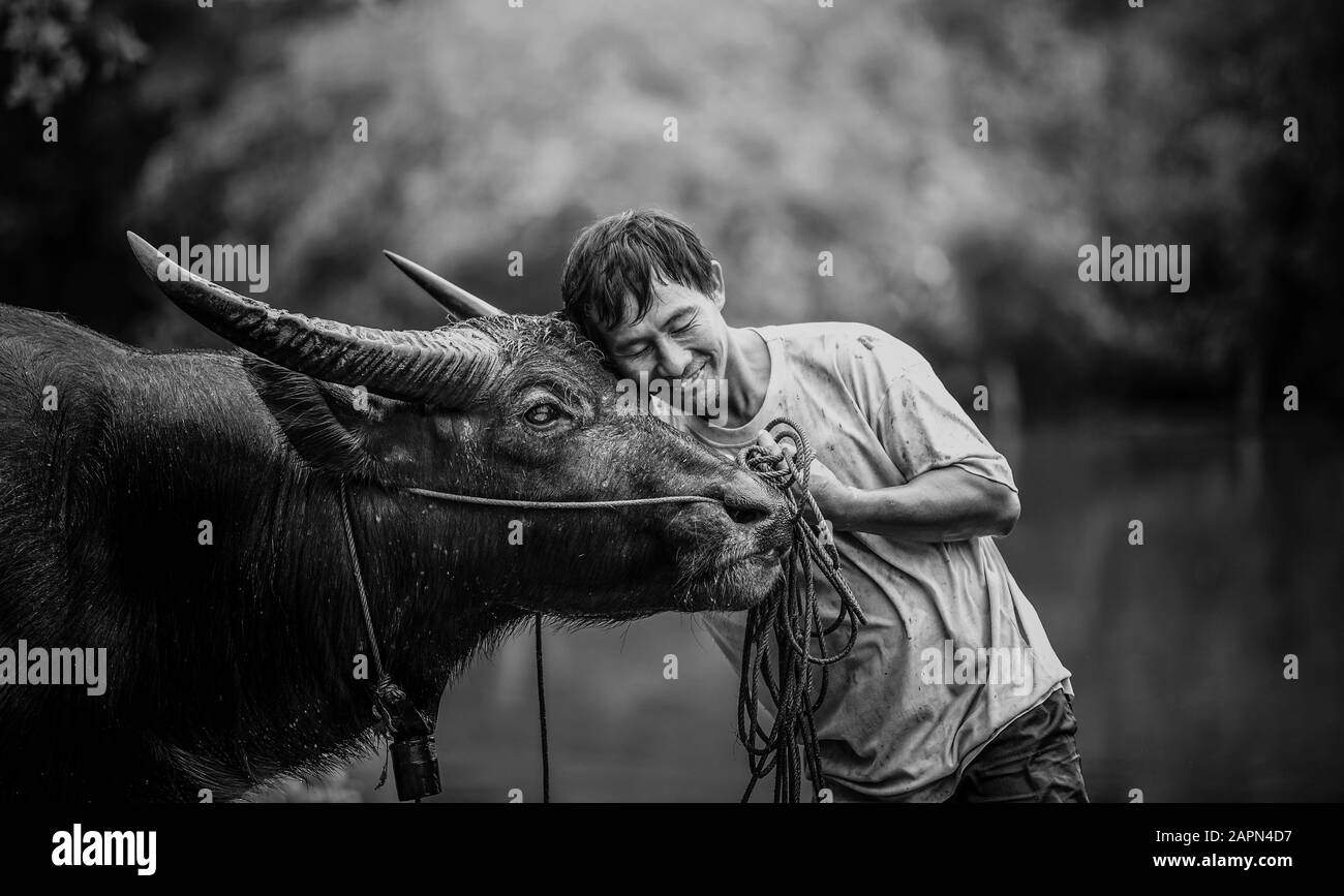 Asian farmer and water buffalo in farm Stock Photo