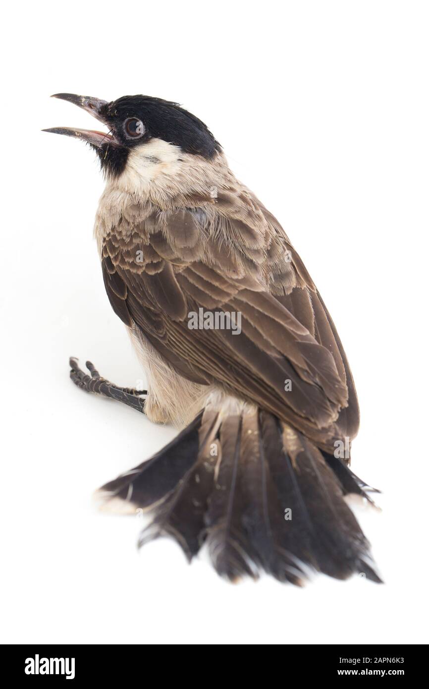 The sooty-headed bulbul (Pycnonotus aurigaster) isolated on white background Stock Photo